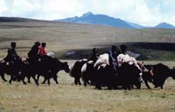 Tibetan Nomads